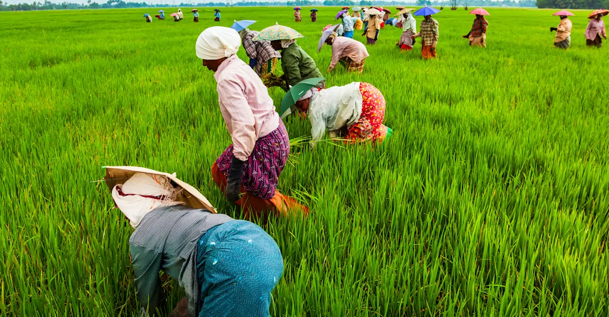 Rice paddy farmers in Kuttanad, also known as the "Rice Bowl of Kerala," India. 