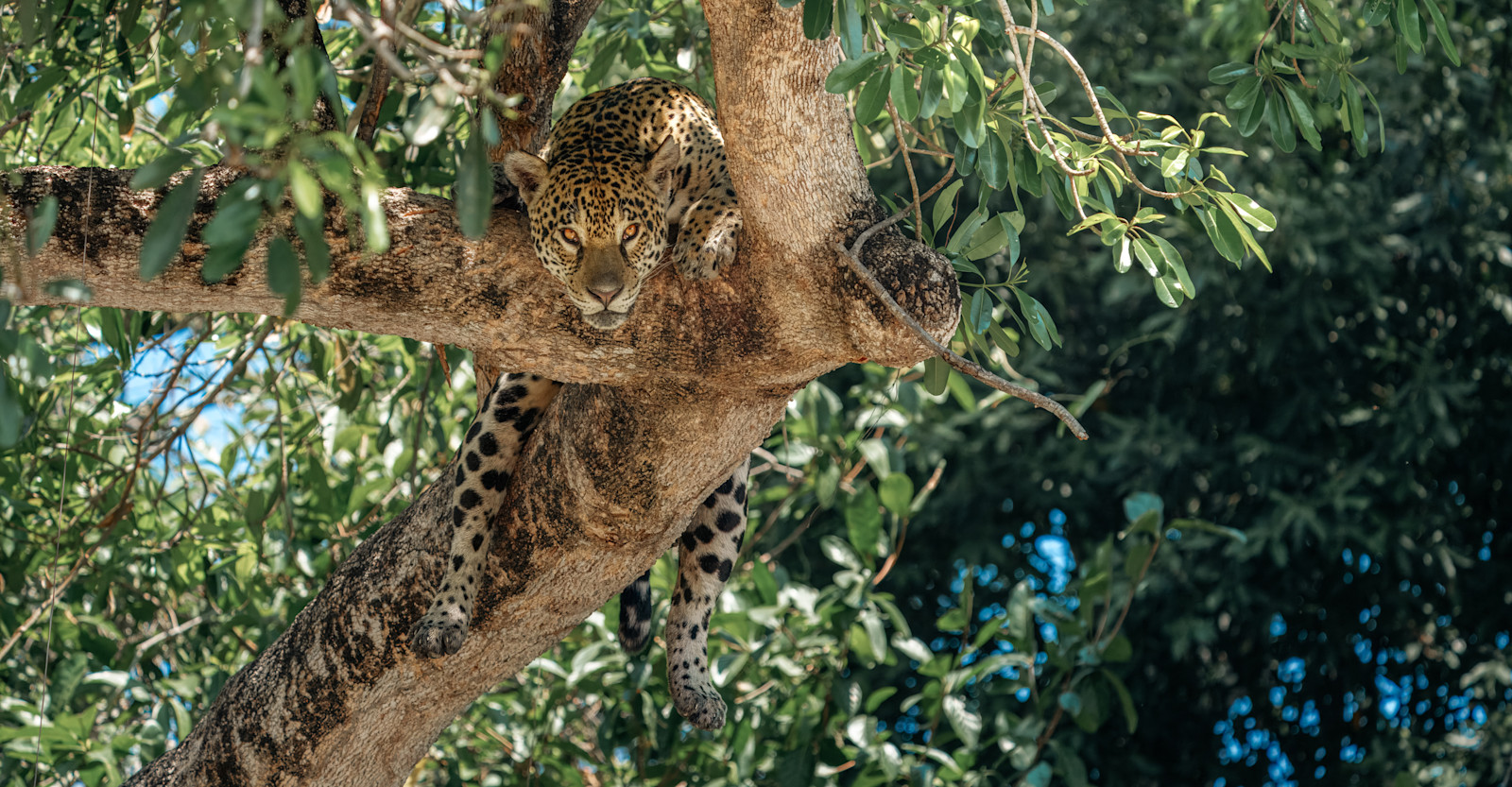 Medrosa the Jaguar, hunting Caiman from her tree in Brazil's Pantanal.