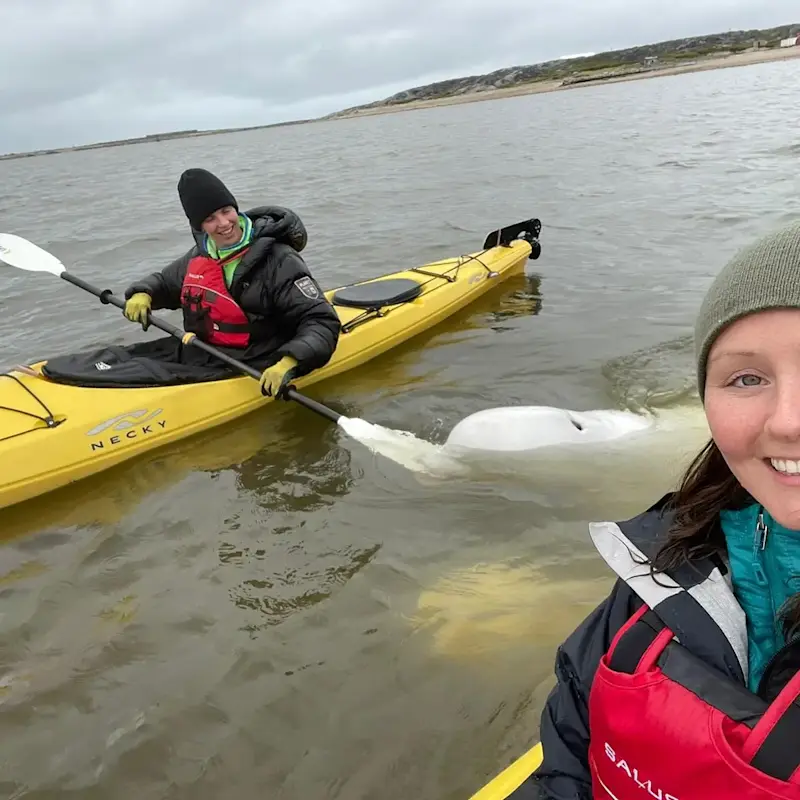 Beluga seemed interested in my paddle in Churchill. 