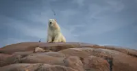 Polar bear, Churchill, Manitoba.