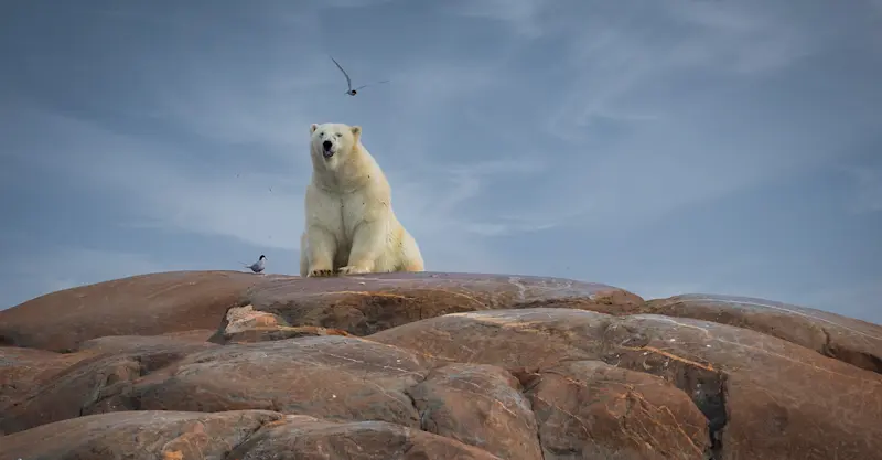Polar bear, Churchill, Manitoba.