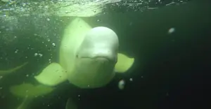 Beluga whale, Hudson Bay, Churchill, Manitoba.