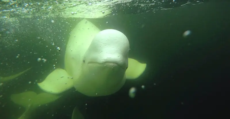 Beluga whale, Hudson Bay, Churchill, Manitoba.