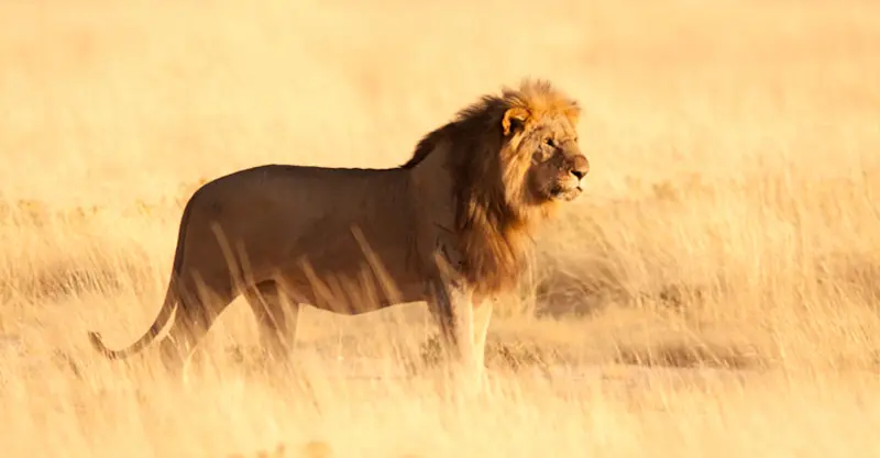 Lion, Ongava Private Game Reserve, Namibia.