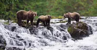 Brown bear and cubs, Pavlof Harbor State Marine Park, Chicagof Island, Alaska.