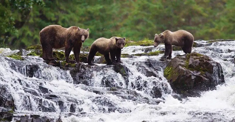 Brown bear and cubs, Pavlof Harbor State Marine Park, Chicagof Island, Alaska.