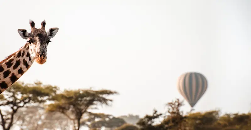 Photobombing giraffe, Tarangire National Park, Tanzania.