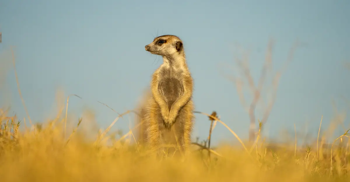 Meerkat.
