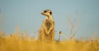 Meerkat