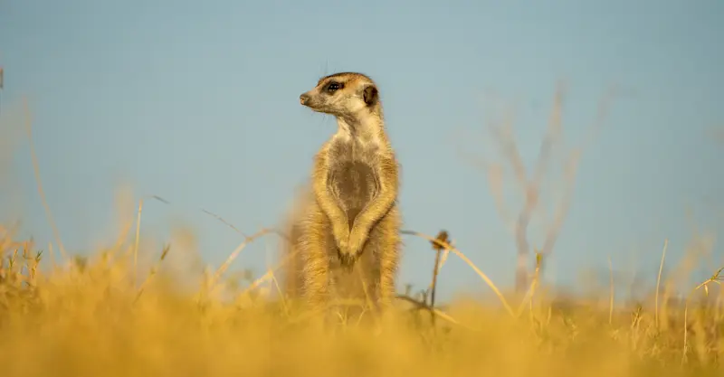 Meerkat