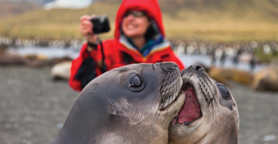 Southern elephant seal pups, Gold Harbor, South Georgia Island.