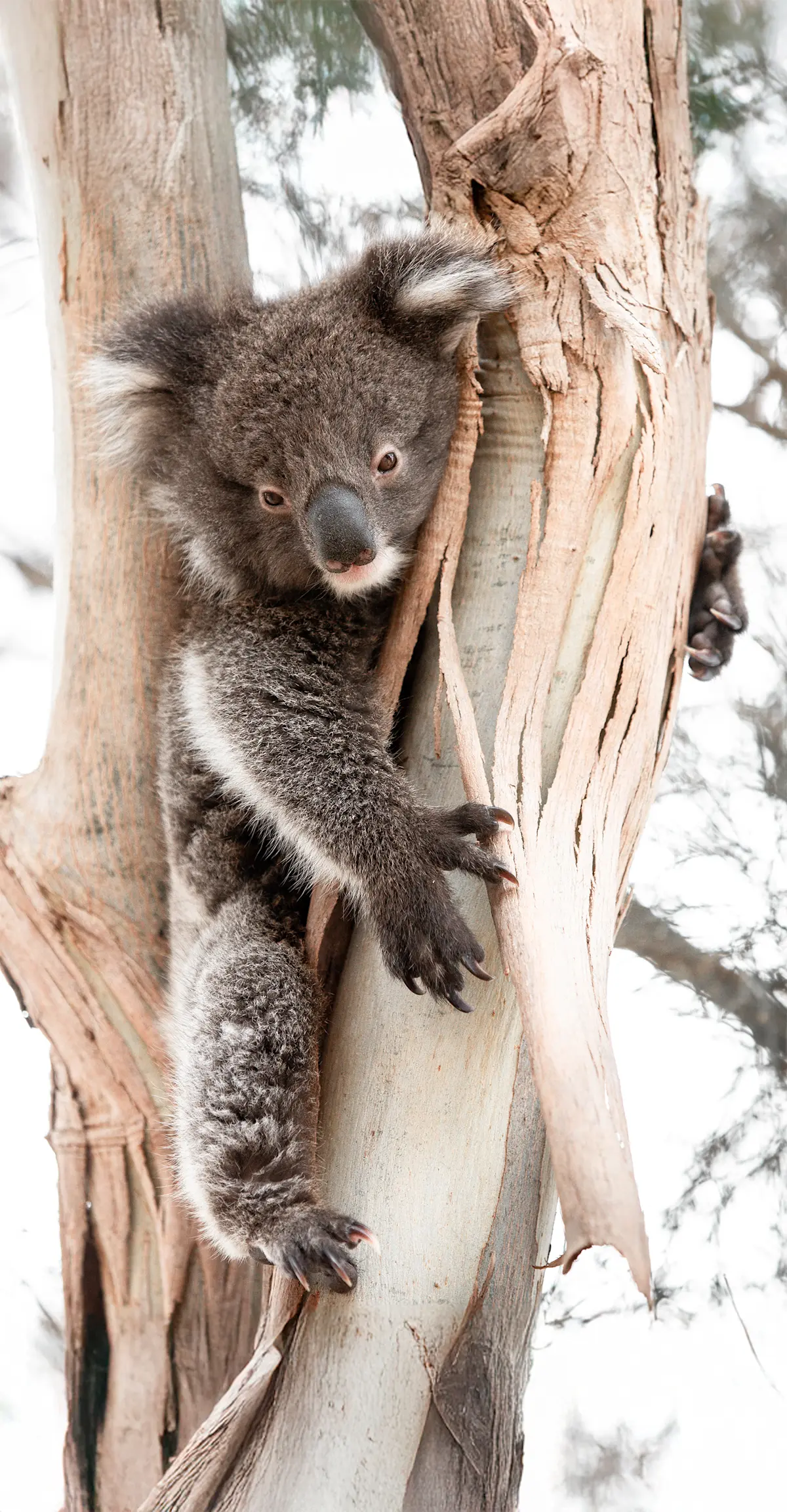 Koala, Kangaroo Island, South Australia.