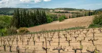 Vineyard private tour, Nemea, Greece.
