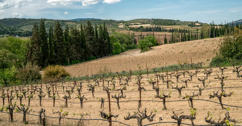 Vineyard private tour, Nemea, Greece.