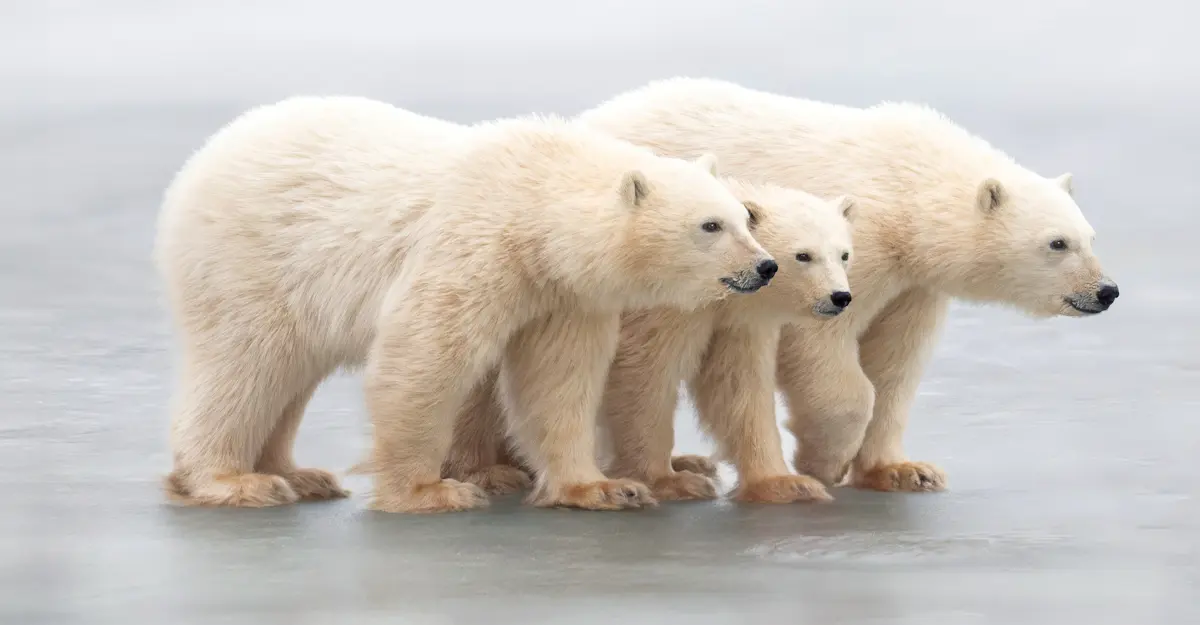 Polar bear with cubs, Churchill, Manitoba.