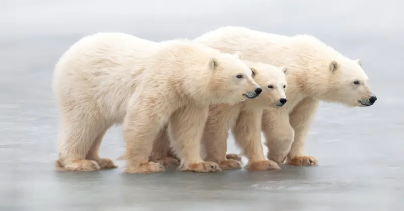Polar bear with cubs, Churchill, Manitoba.
