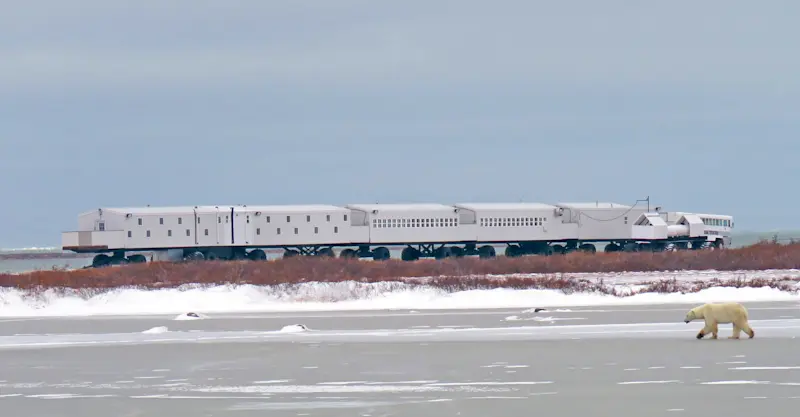 Polar bear in front of Nat Hab's Tundra Lodge, Churchill, Manitoba.