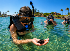Snorkeling for sea urchins and sea turtles in San Jaun, Puerto Rico