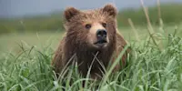 Brown bear cub, Katmai National Park & Preserve, Alaska.