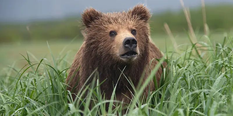 Brown bear cub, Katmai National Park & Preserve, Alaska.