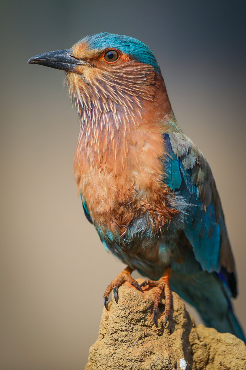 Indian roller, Kanha National Park, India.