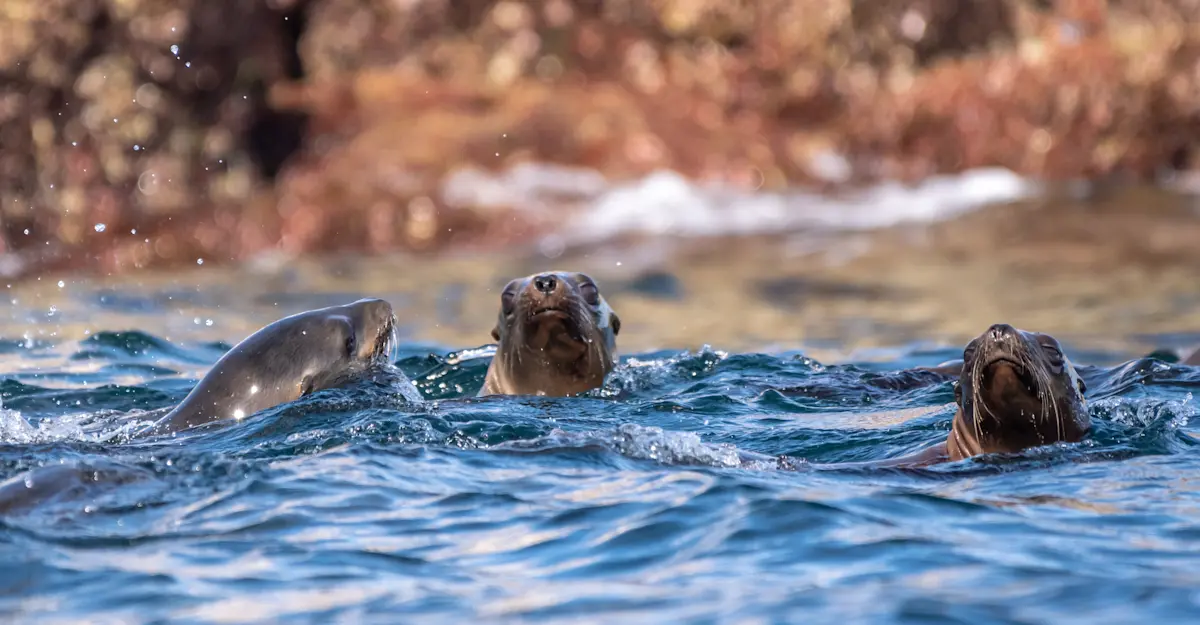 Sea Lions, Baja, Mexico.