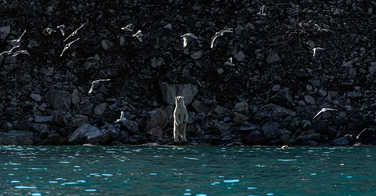 Polar Bear, Greenland. 
