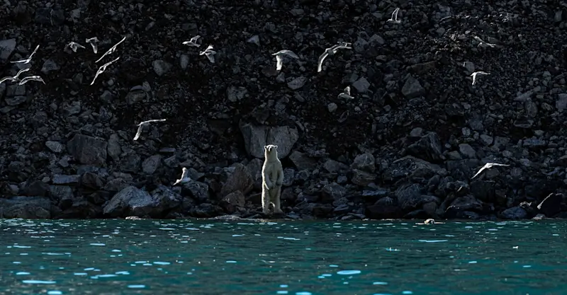 Polar Bear, Greenland. 