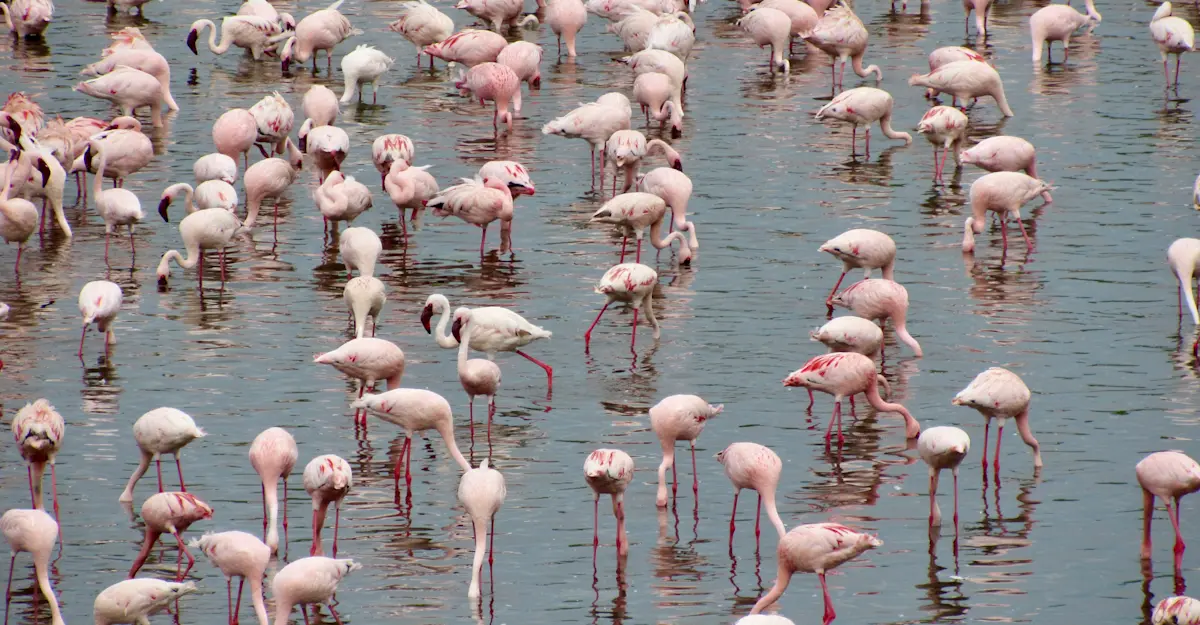 Flamingos, Arusha National Park, Tanzania.