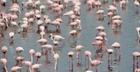 Flamingos, Arusha National Park, Tanzania.
