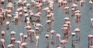 Flamingos, Arusha National Park, Tanzania.