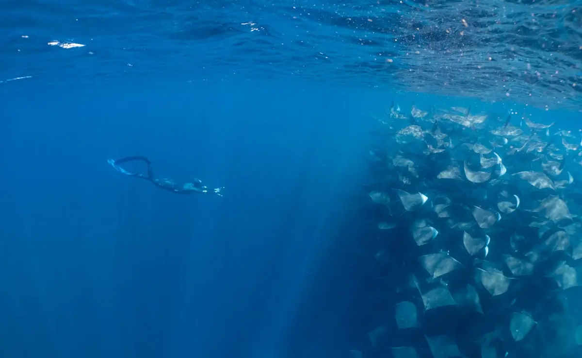 Freediving/snorkeling next to a large fever of mobula rays in Baja Mexico.