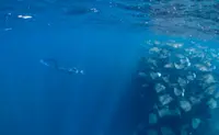Freediving/snorkeling next to a large fever of mobula rays in Baja Mexico.