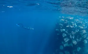 Freediving/snorkeling next to a large fever of mobula rays in Baja Mexico.