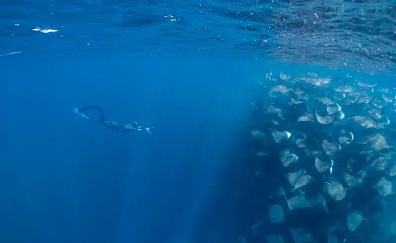 Freediving/snorkeling next to a large fever of mobula rays in Baja Mexico.