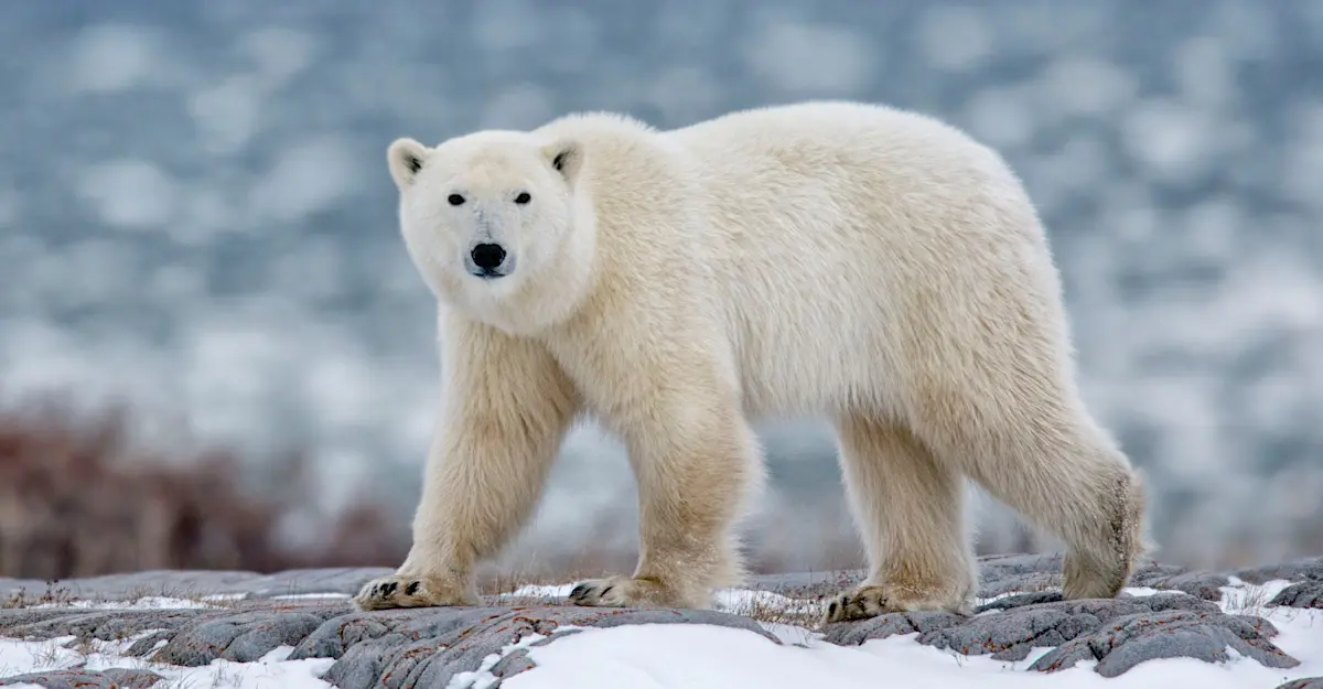Polar bear, Churchill, Manitoba.