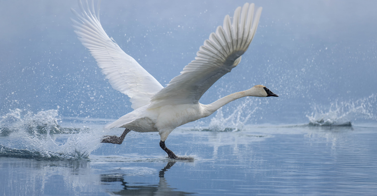 Trumpeter swan, Yellowstone National Park, Wyoming.