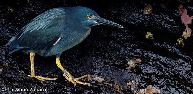 Beforeyougo|Galapagos|Birds|Lava Heron Cassiano Zaparoli