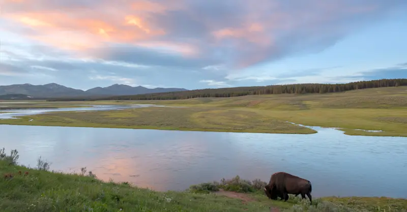 American bison, Yellowstone National Park, Wyoming.