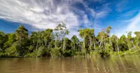 Dense jungle floats by while exploring the Kinabatangan River, Borneo.