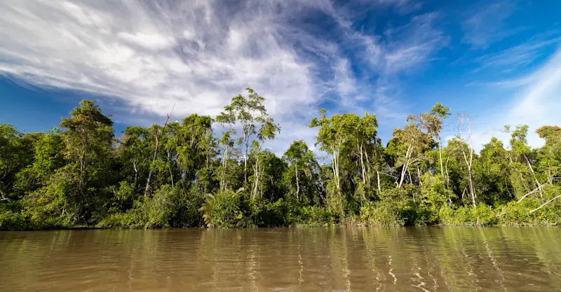 Dense jungle floats by while exploring the Kinabatangan River, Borneo.
