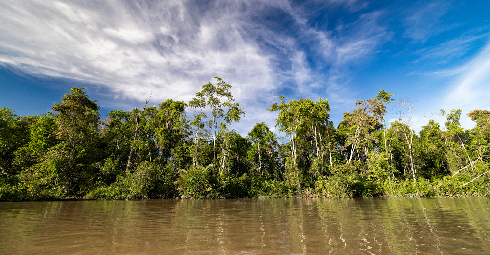 Rainforest, Borneo