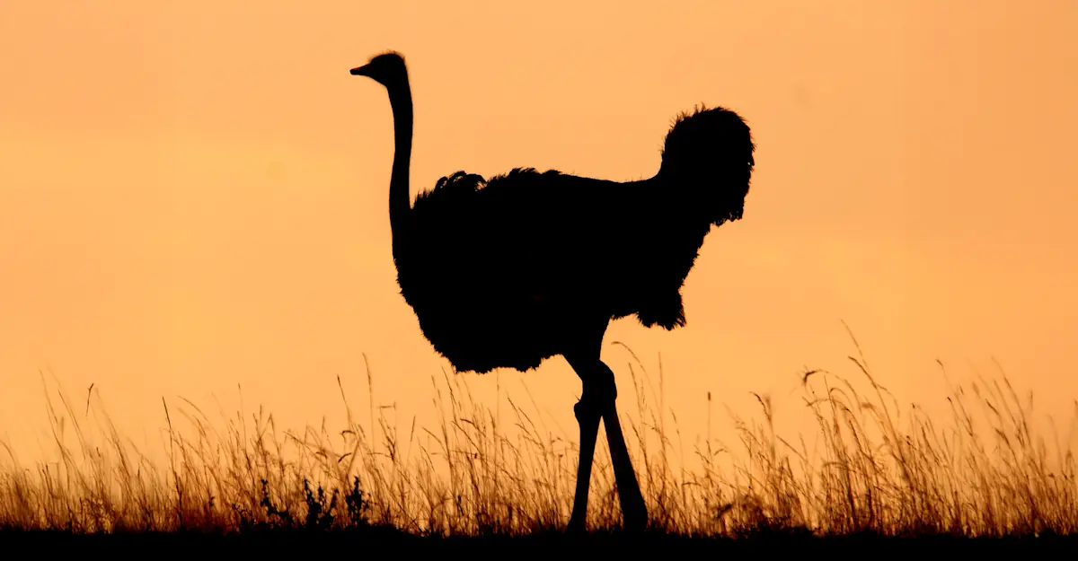 Ostrich.