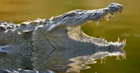Crocodile, Tadoba National Park, India.