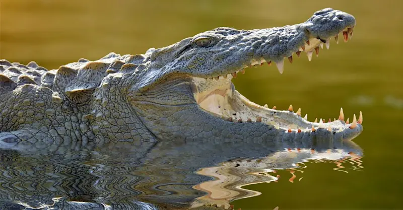 Crocodile, Tadoba National Park, India.