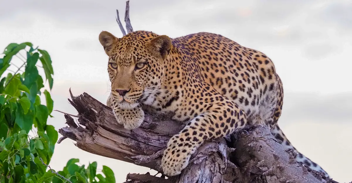 Leopard.