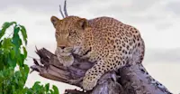 Leopard