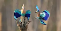 Indian rollers, Bandhavgarh National Park, India.