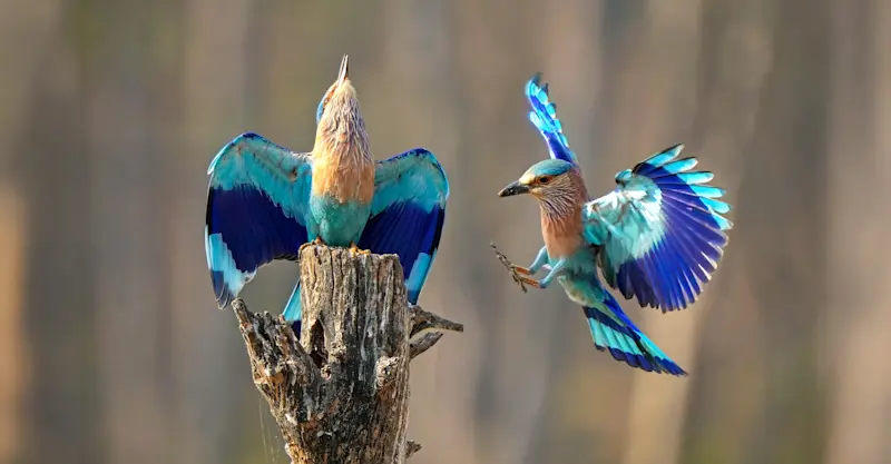 Indian rollers, Bandhavgarh National Park, India.