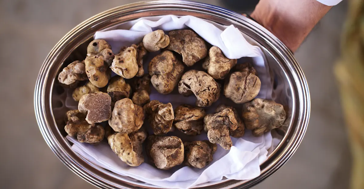 Freshly collected truffles, Piedmont, Italy.